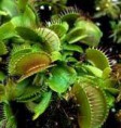 /album/plantas-carnivoras/images-7-jpg/